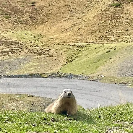 Daire Nid Cosy Avec Vue Montagne, Proximite Commerce, 100 M Des Telecabines