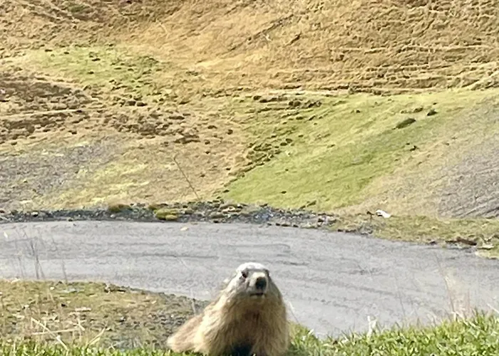 Apartment Nid Cosy Avec Vue Montagne, Proximite Commerce, 100 M Des Telecabines